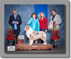 Mason 1st Open Red Merle 2013 USASA Nationals
